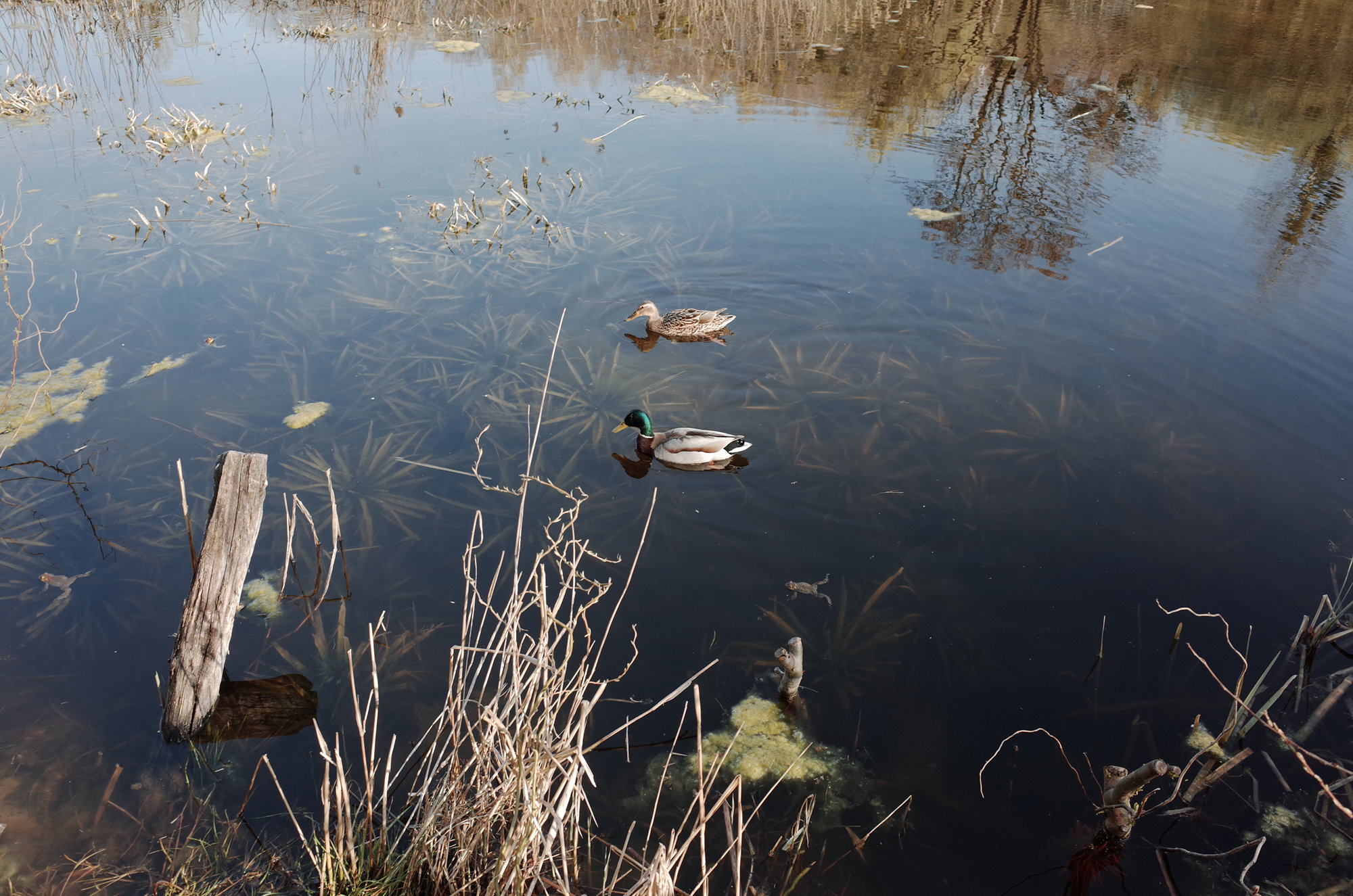 The Lake - Ricoh GR II, photo 7