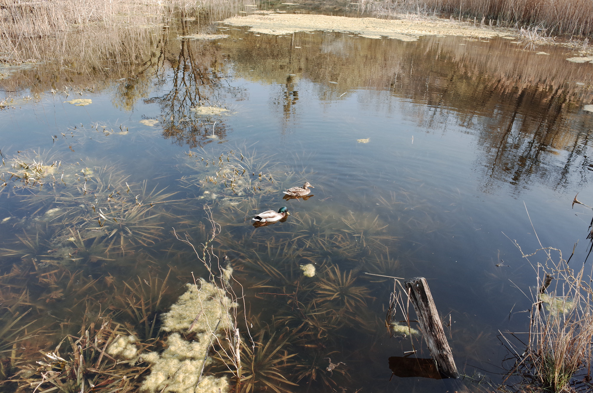 The Lake - Ricoh GR II, photo 8