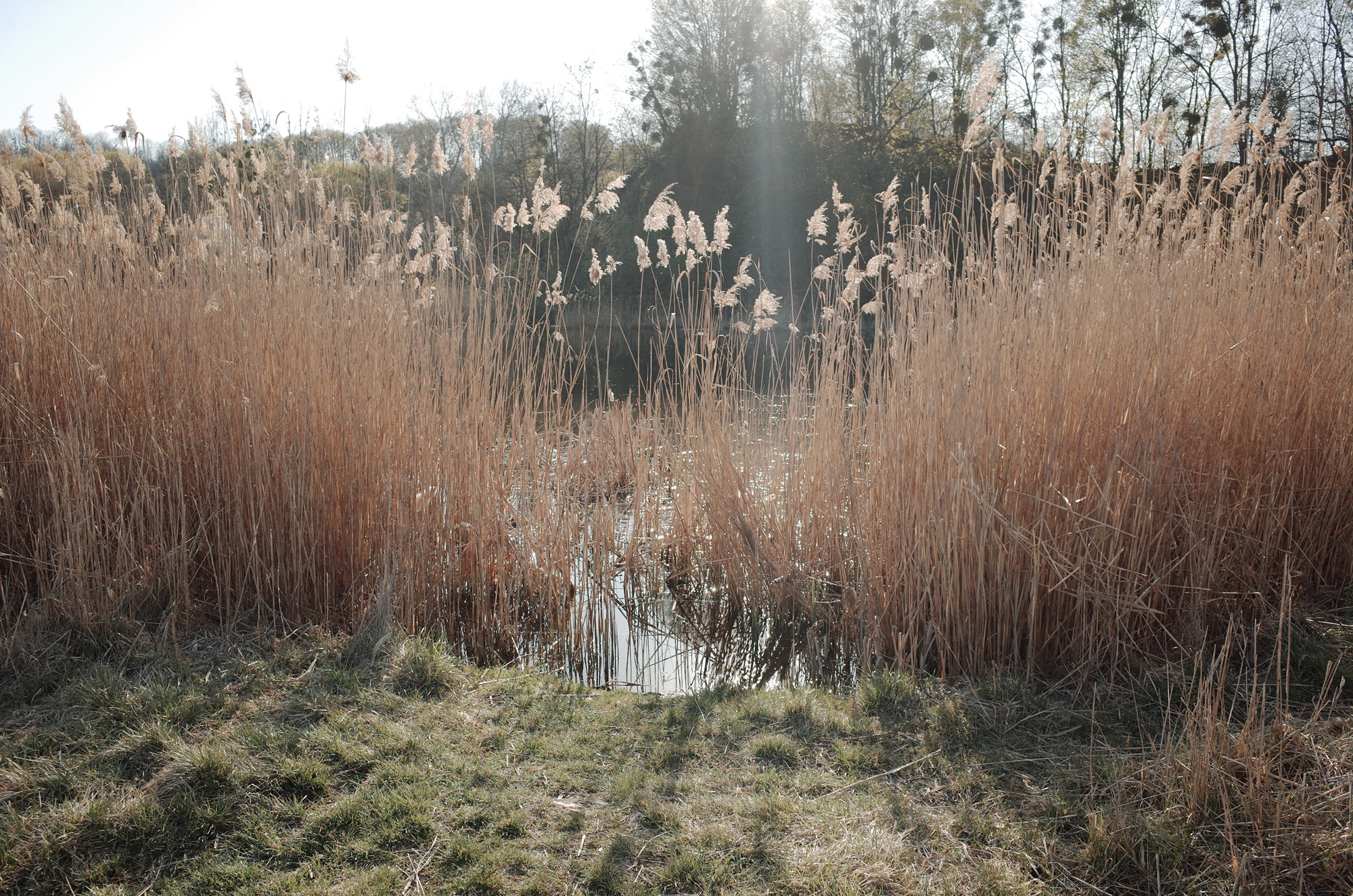 The Lake - Ricoh GR II, photo 11
