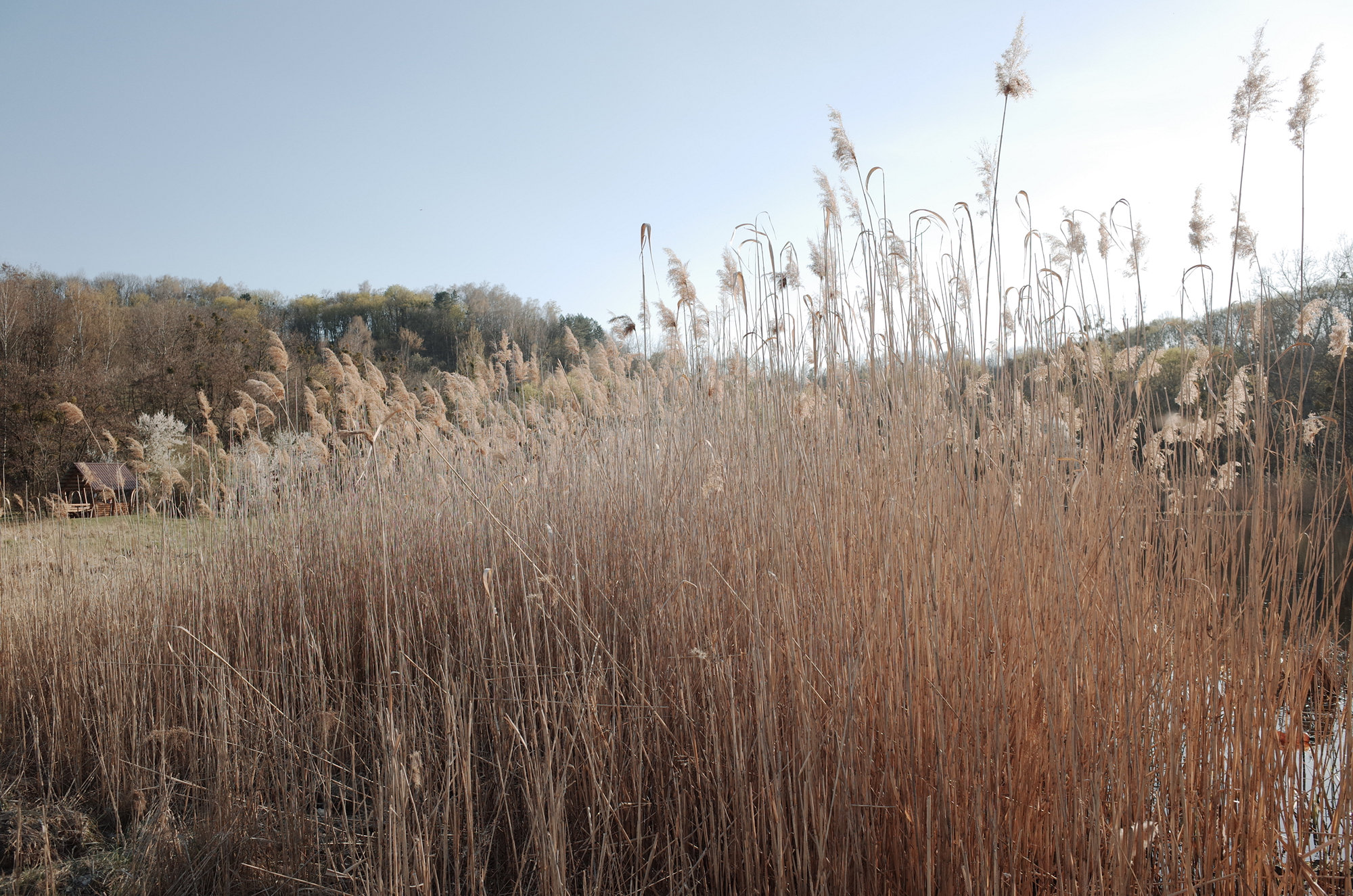 The Lake - Ricoh GR II, photo 12